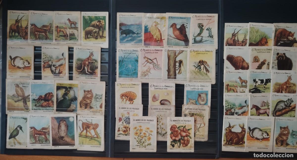 Collectable Antique Stickers: RARISIMO LOTE DE CROMOS DE TABACO LA MASCOTA DE CANARIAS