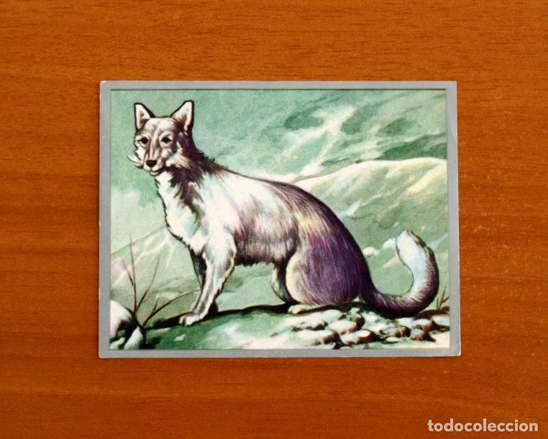 Collectable Antique Stickers: Zoolog&iacute;a y Bot&aacute;nica - Cromo N&ordm; 182 Zorro Blanco - Editorial Maga A&ntilde;o 1969 - Nunca Pegado -