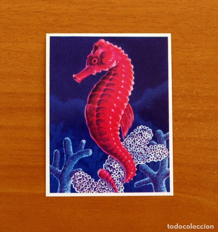 Coleccionismo cromos antiguos: La Naturaleza y el Hombre - Cromo N&ordm; 94 Caballito de Mar - Editorial Maga A&ntilde;o 1967 - Nunca Pegado