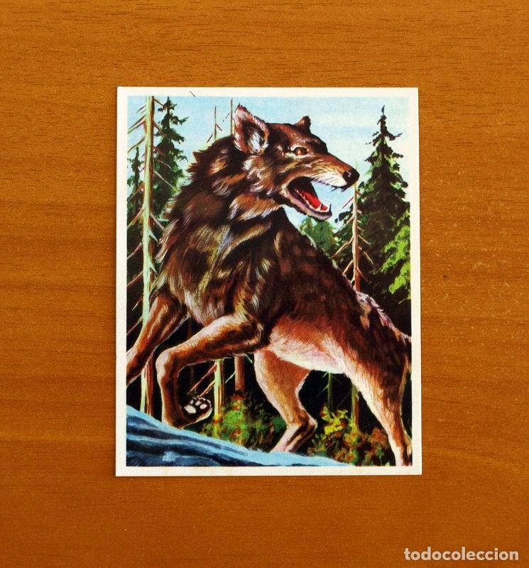 Coleccionismo cromos antiguos: La Naturaleza y el Hombre - Cromo N&ordm; 150 Lobo - Editorial Maga A&ntilde;o 1967 - Nunca Pegado