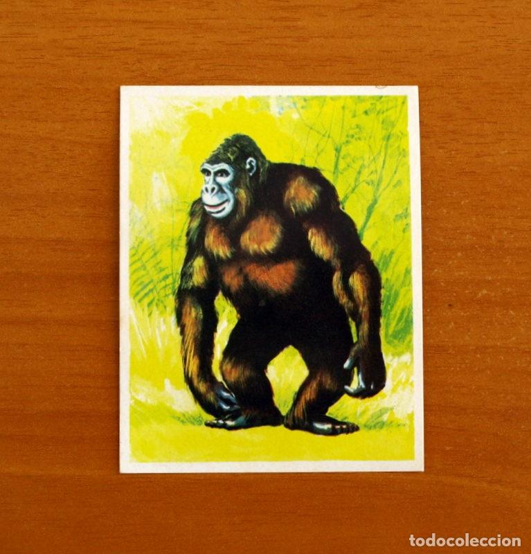 Coleccionismo cromos antiguos: La Naturaleza y el Hombre - Cromo N&ordm; 149 Gorila - Editorial Maga A&ntilde;o 1967 - Nunca Pegado