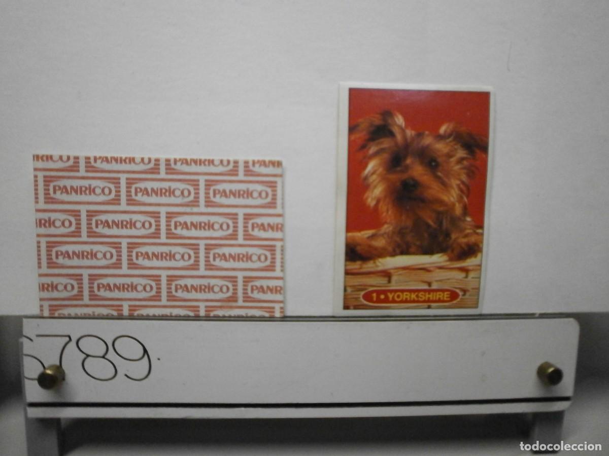 Collezionismo Figurine antiche: cromo panrico perros cachorros