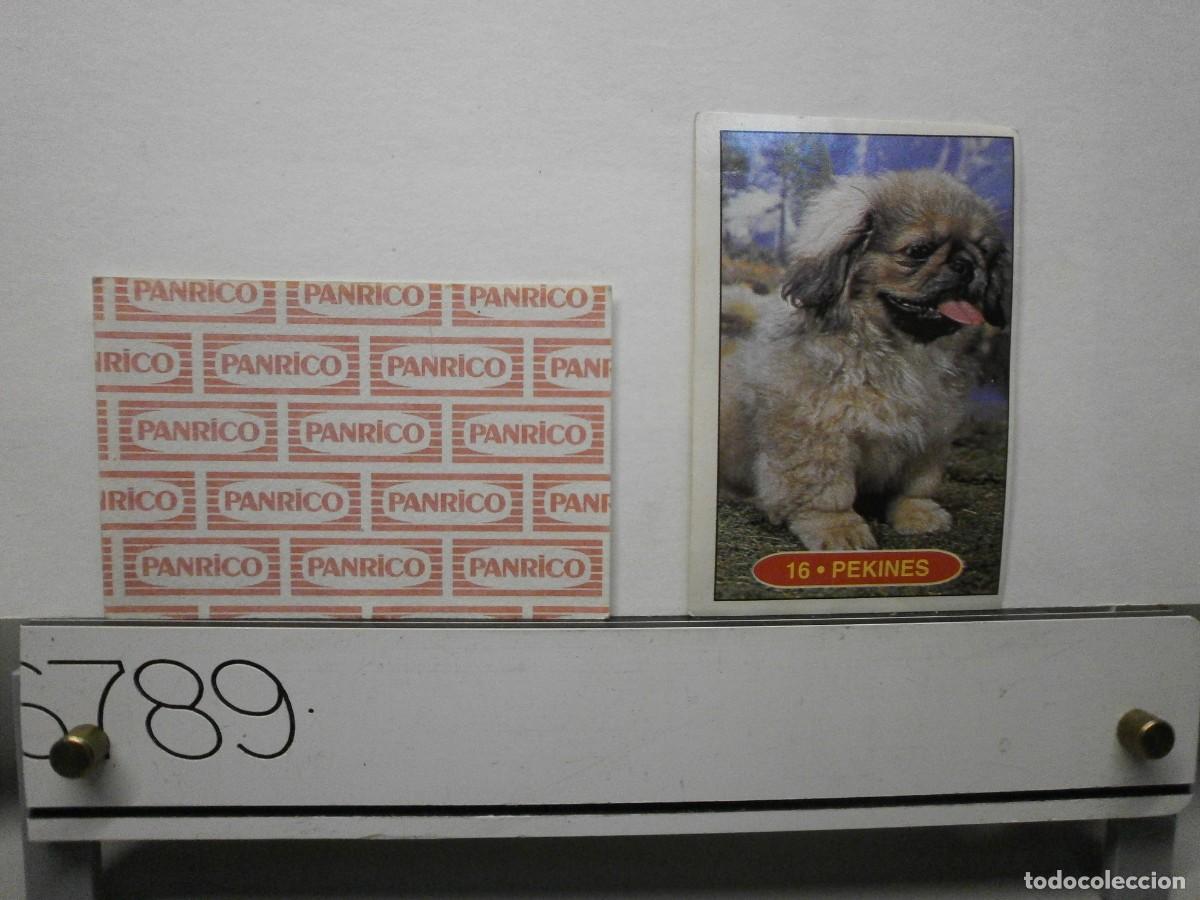 Coleccionismo cromos antiguos: cromo panrico perros cachorros - Foto 1