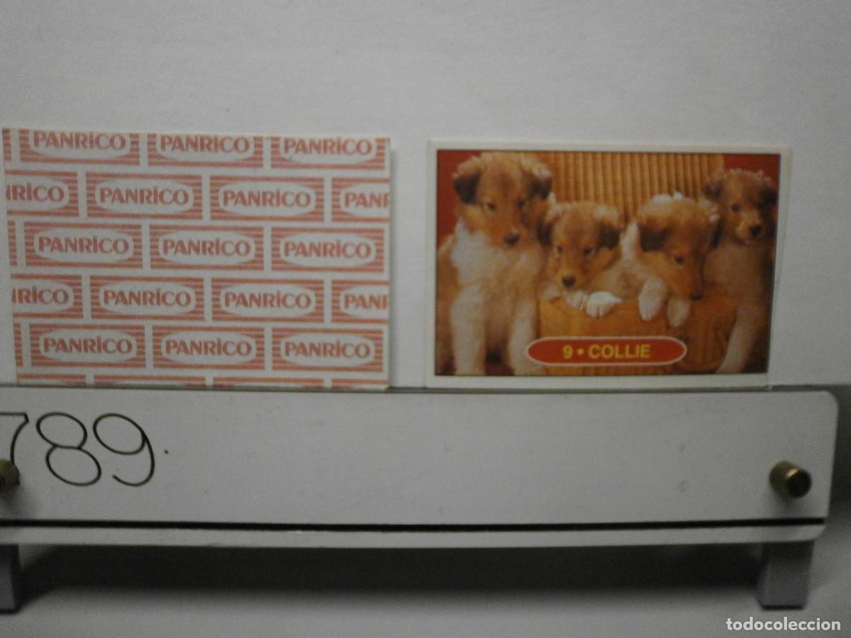Collezionismo Figurine antiche: cromo panrico perros cachorros
