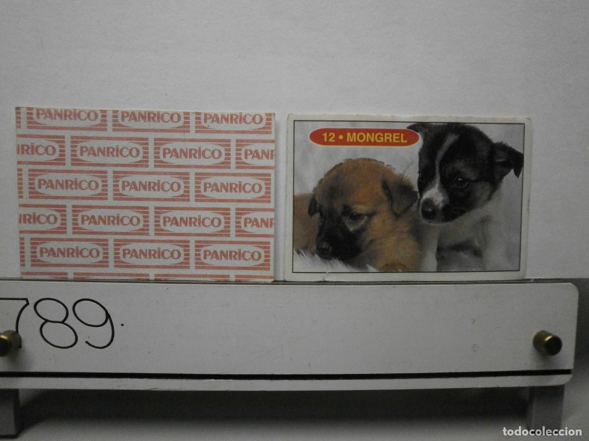 Coleccionismo cromos antiguos: cromo panrico perros cachorros