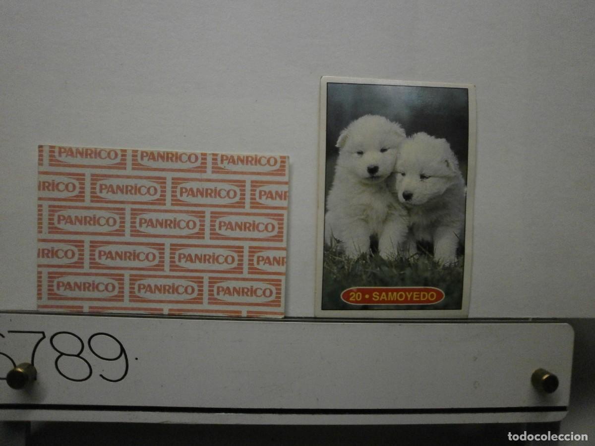 Coleccionismo cromos antiguos: cromo panrico perros cachorros - Foto 1