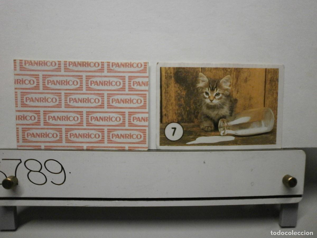 Coleccionismo cromos antiguos: cromo panrico gatos gatitos