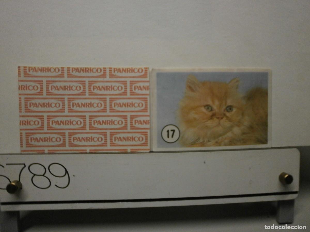 Coleccionismo cromos antiguos: cromo panrico gatos gatitos