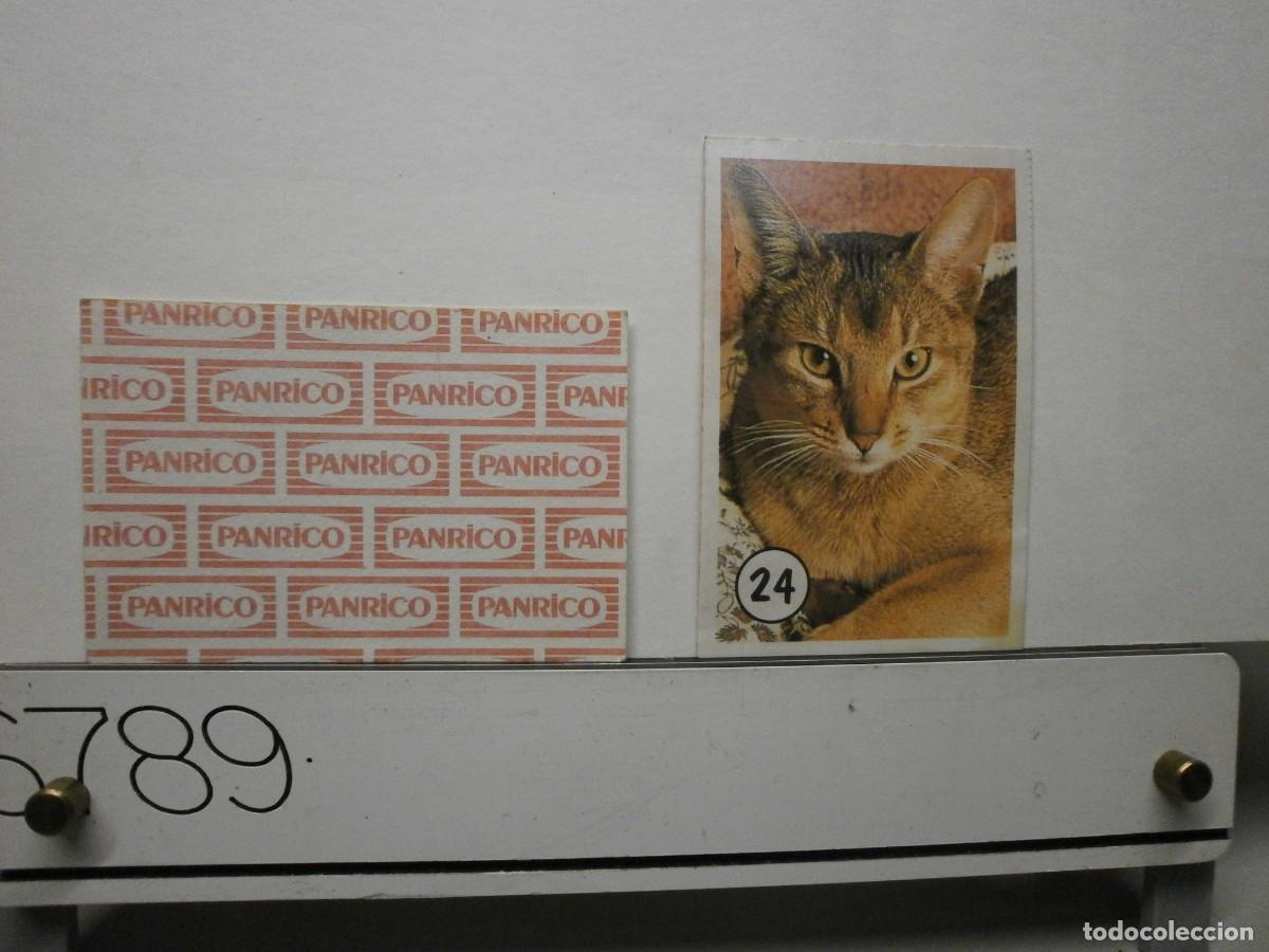 Coleccionismo cromos antiguos: cromo panrico gatos gatitos