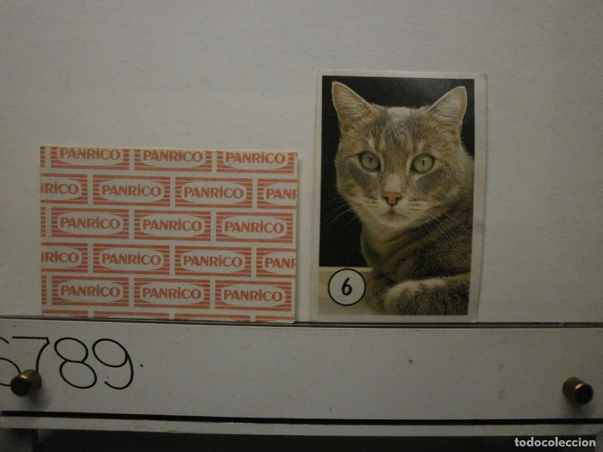 Coleccionismo cromos antiguos: cromo panrico gatos gatitos
