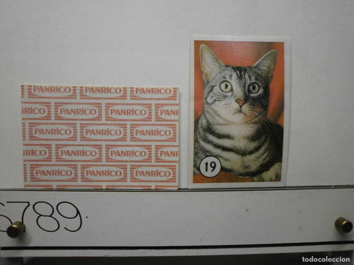 Coleccionismo cromos antiguos: cromo panrico gatos gatitos