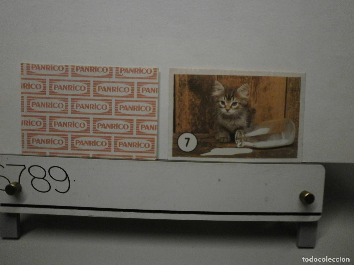 Coleccionismo cromos antiguos: cromo panrico gatos gatitos
