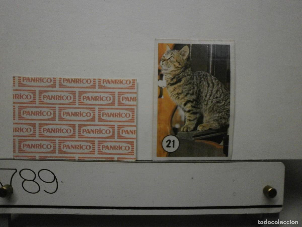 Coleccionismo cromos antiguos: cromo panrico gatos gatitos