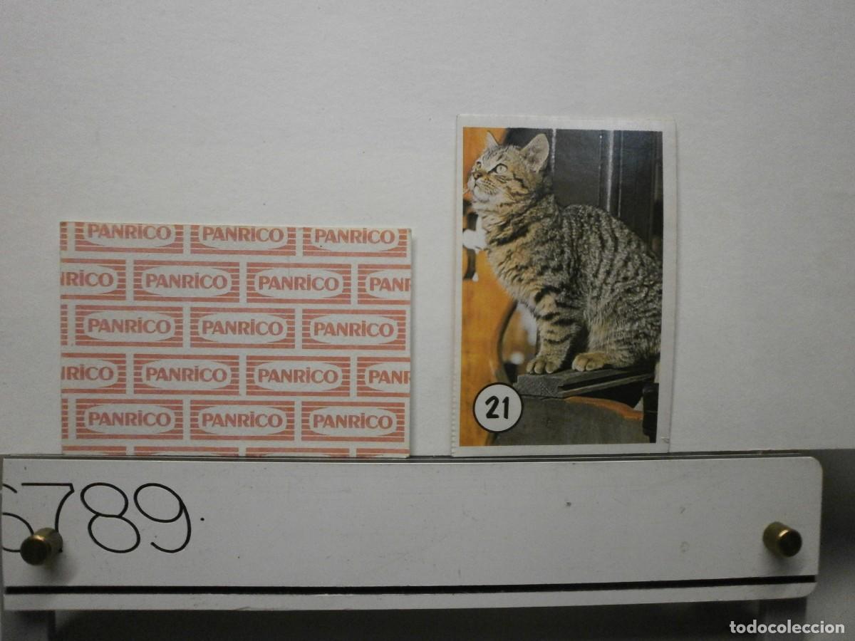 Coleccionismo cromos antiguos: cromo panrico gatos gatitos