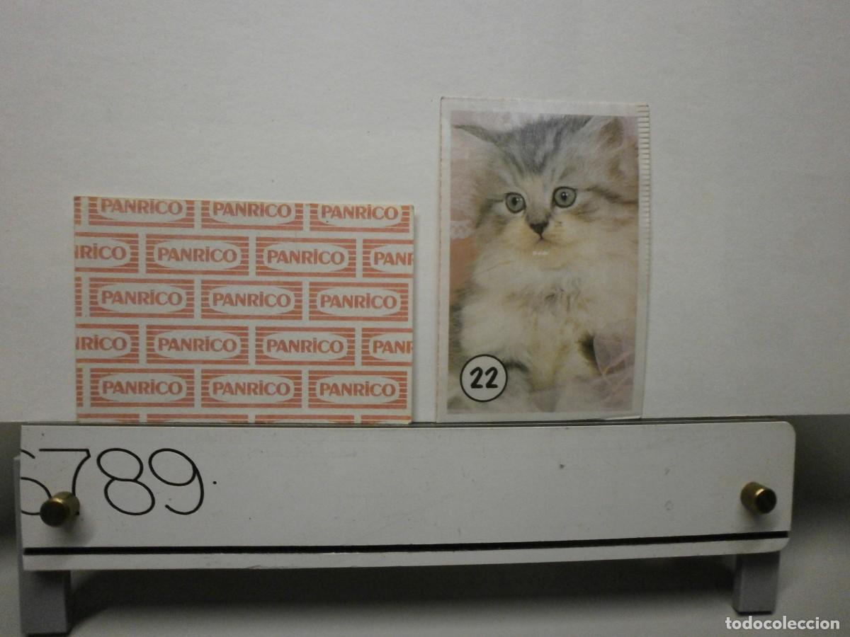 Coleccionismo cromos antiguos: cromo panrico gatos gatitos