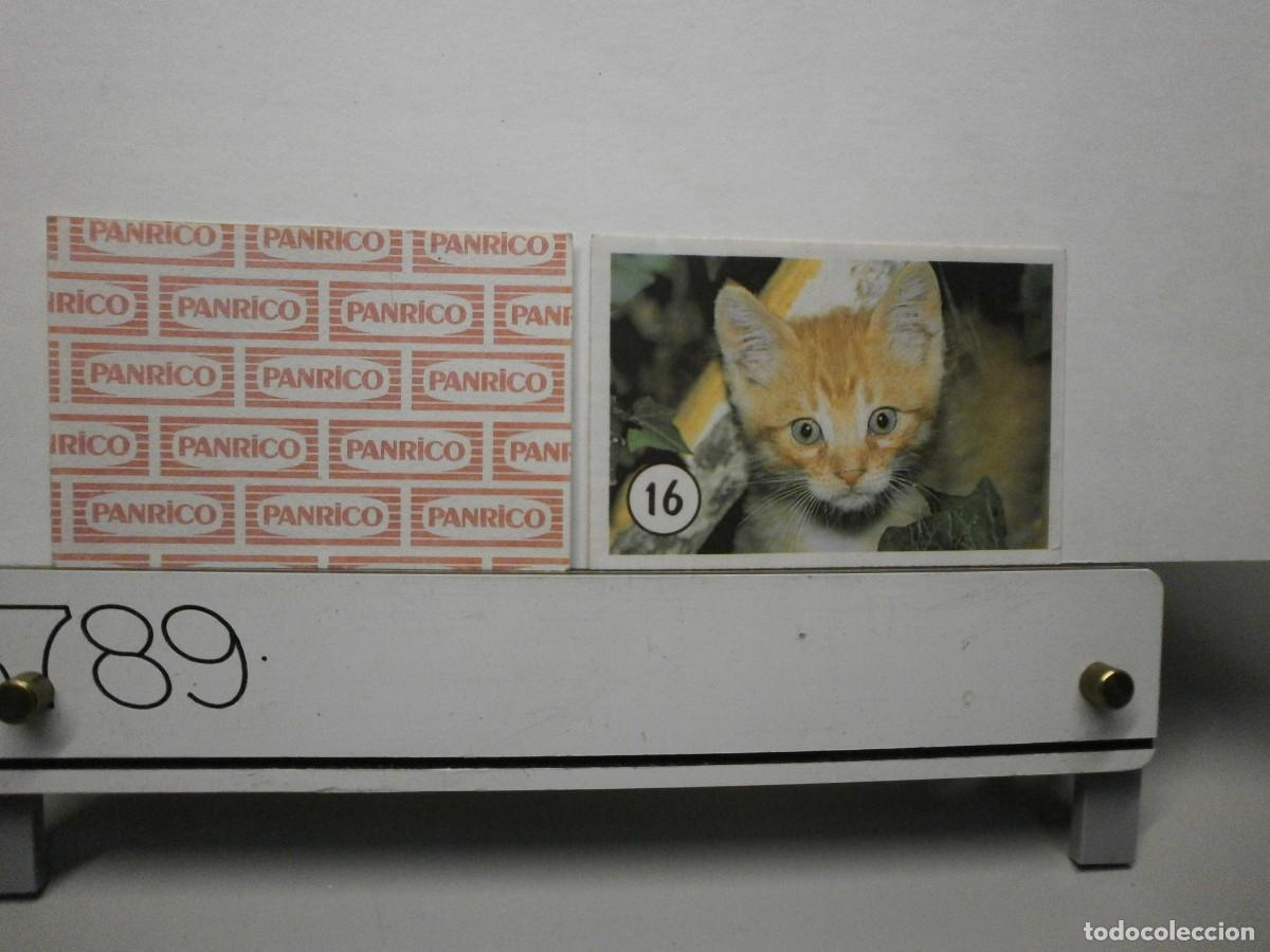 Coleccionismo cromos antiguos: cromo panrico gatos gatitos
