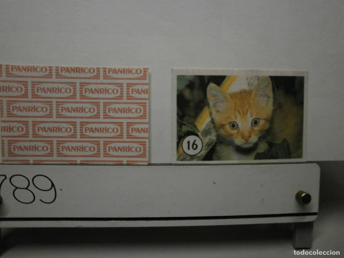 Coleccionismo cromos antiguos: cromo panrico gatos gatitos