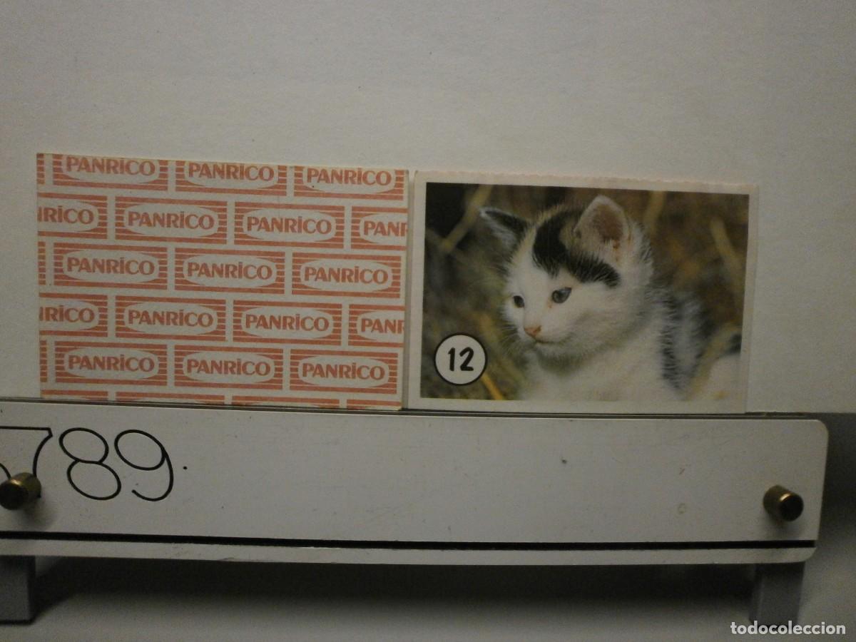 Coleccionismo cromos antiguos: cromo panrico gatos gatitos