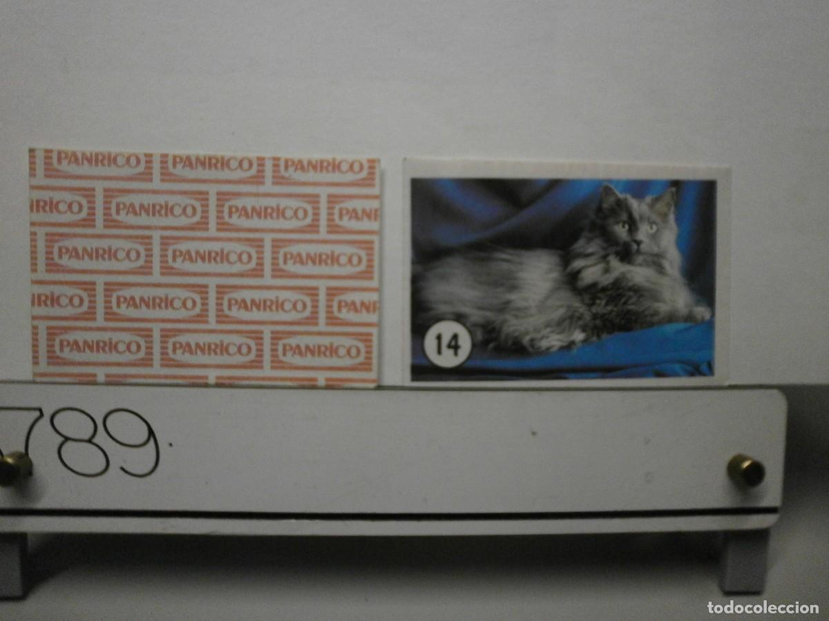 Coleccionismo cromos antiguos: cromo panrico gatos gatitos