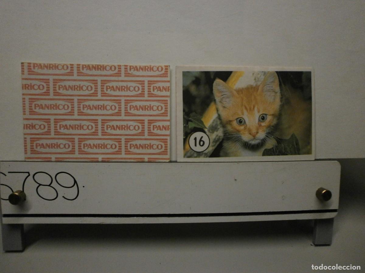 Coleccionismo cromos antiguos: cromo panrico gatos gatitos