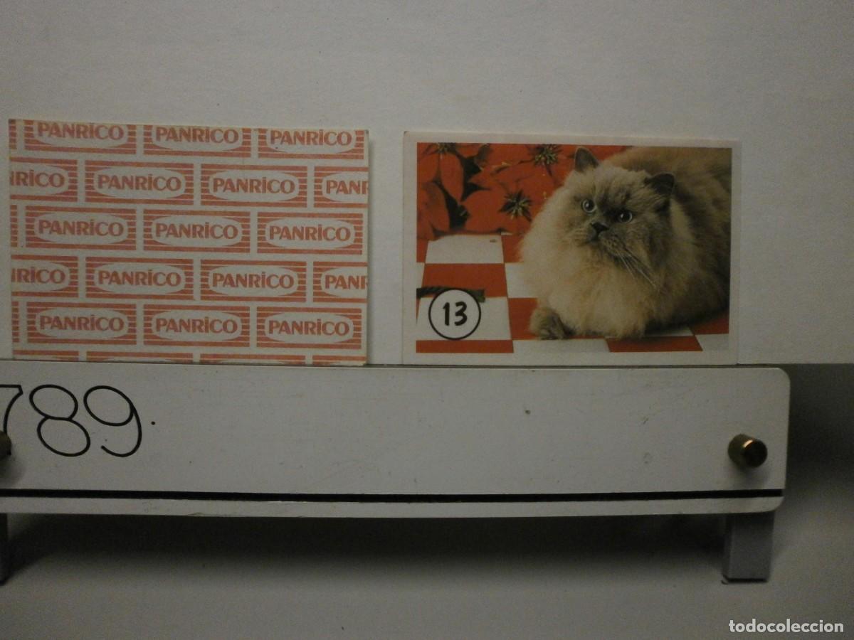 Coleccionismo cromos antiguos: cromo panrico gatos gatitos