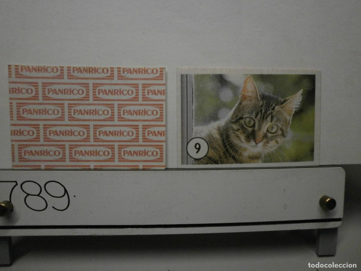 Coleccionismo cromos antiguos: cromo panrico gatos gatitos