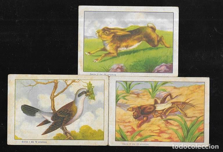 Coleccionismo cromos antiguos: Cromo. Colecci&oacute;n Zoologica.serie I n&ordm;s 1. serie II n&ordm;s 3,6. Col. de 12 cromos. Evaristo Juncosa