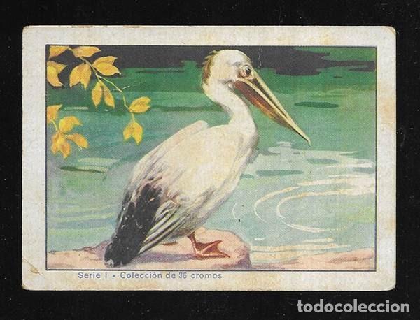 Coleccionismo cromos antiguos: Cromo. Historia Natural .serie I n&ordm;s 23. Col. de 36 cromos. Chocolates Bubi