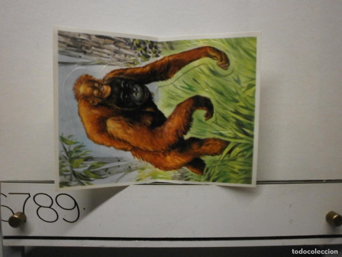 Coleccionismo cromos antiguos: cromo pegatina bollycao fauna en peligro