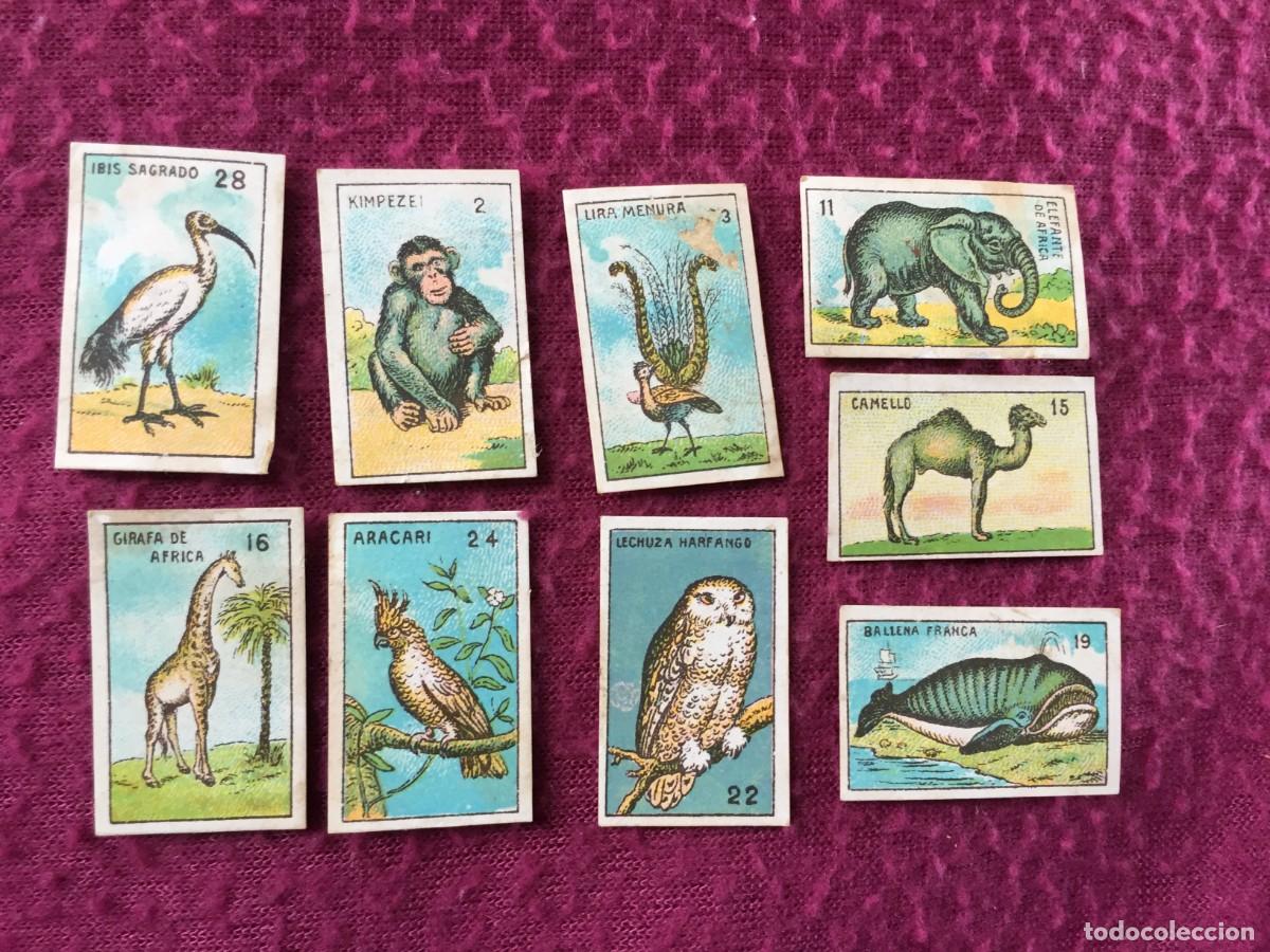Coleccionismo cromos antiguos: 8 CROMOS ORIGINALES DE ANIMALES - A&Ntilde;OS 30 - IBIS SAGRADO - BALLENA FRANCA -ARACARI ...