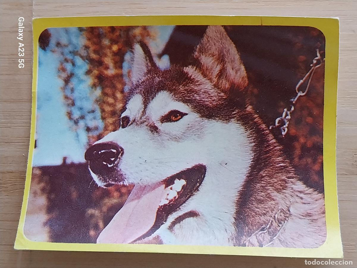 Coleccionismo cromos antiguos: ESKIMO PERRO ESQUIMAL CROMO 57 SIN PEGAR NUNCA HISTORIA NATURAL A&Ntilde;OS 60