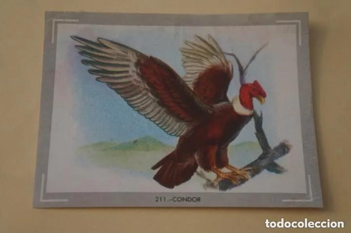 Collectable Antique Stickers: Cromo n.211 vida y color (1) 1965 - sin pegar