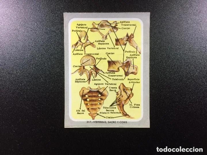 Collectable Antique Stickers: Cromo n.317 vida y color (1) 1965 - sin pegar