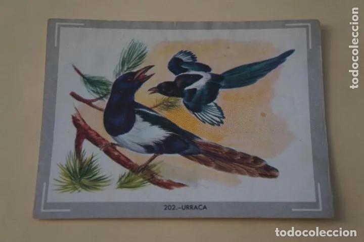 Collectable Antique Stickers: Cromo n.202 vida y color (1) 1965 - sin pegar