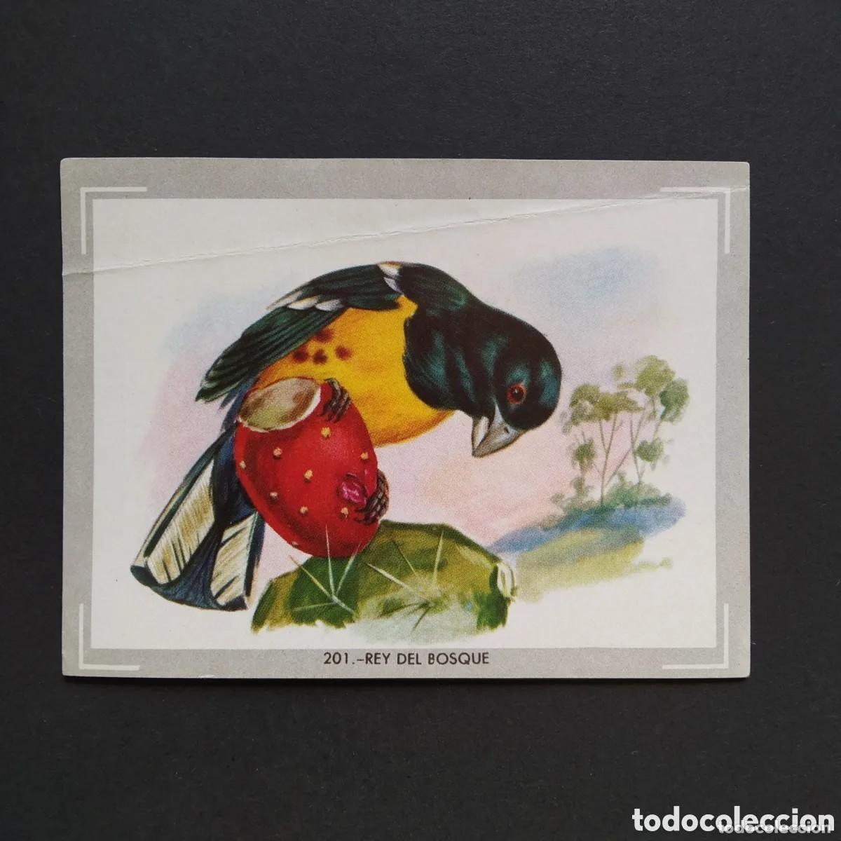 Collectable Antique Stickers: Cromo n.201 vida y color (1) 1965 - sin pegar