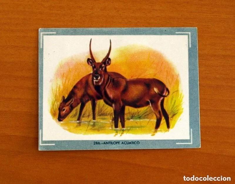 Coleccionismo cromos antiguos: Cromo n.286 vida y color (1) 1965 - sin pegar