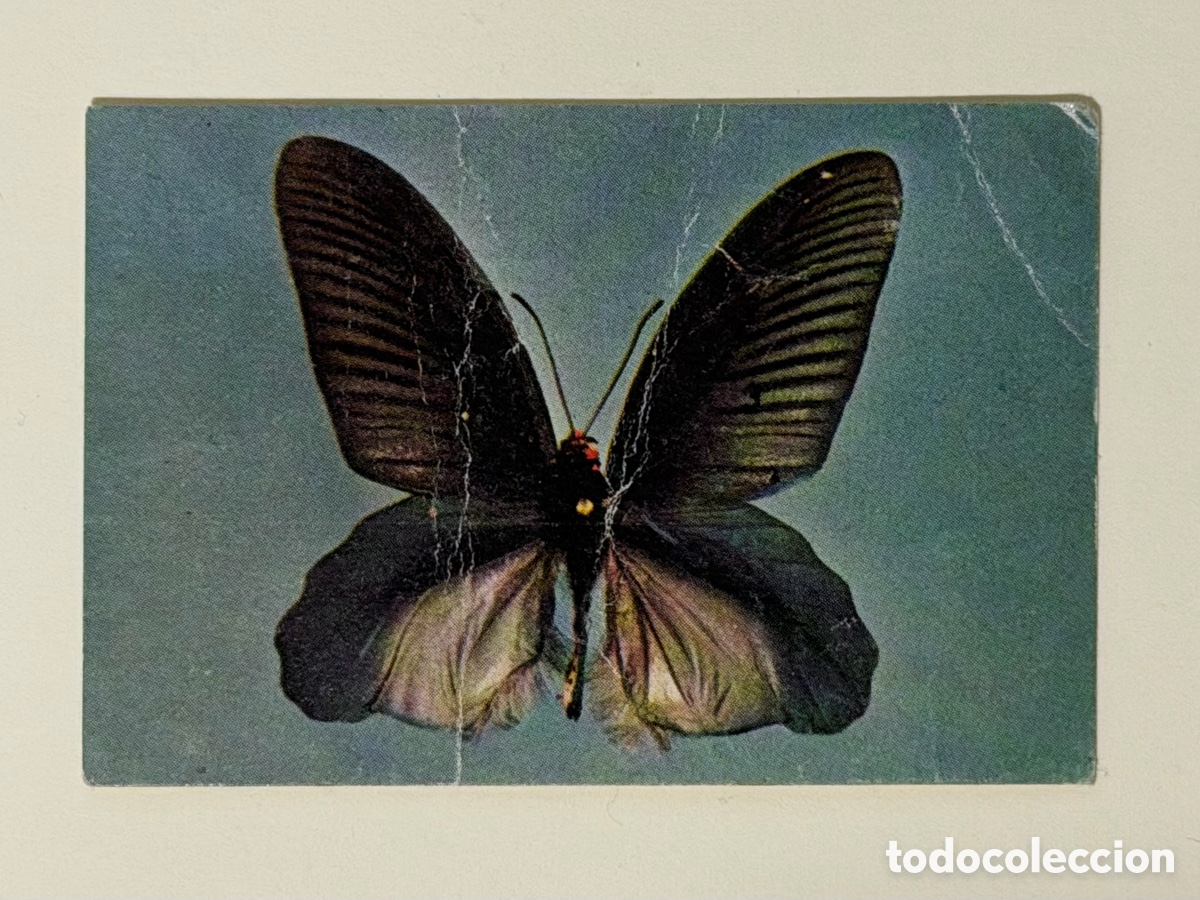 Coleccionismo cromos antiguos: Cromo Phoskitos Mariposas N&ordm; 10 Phoskao