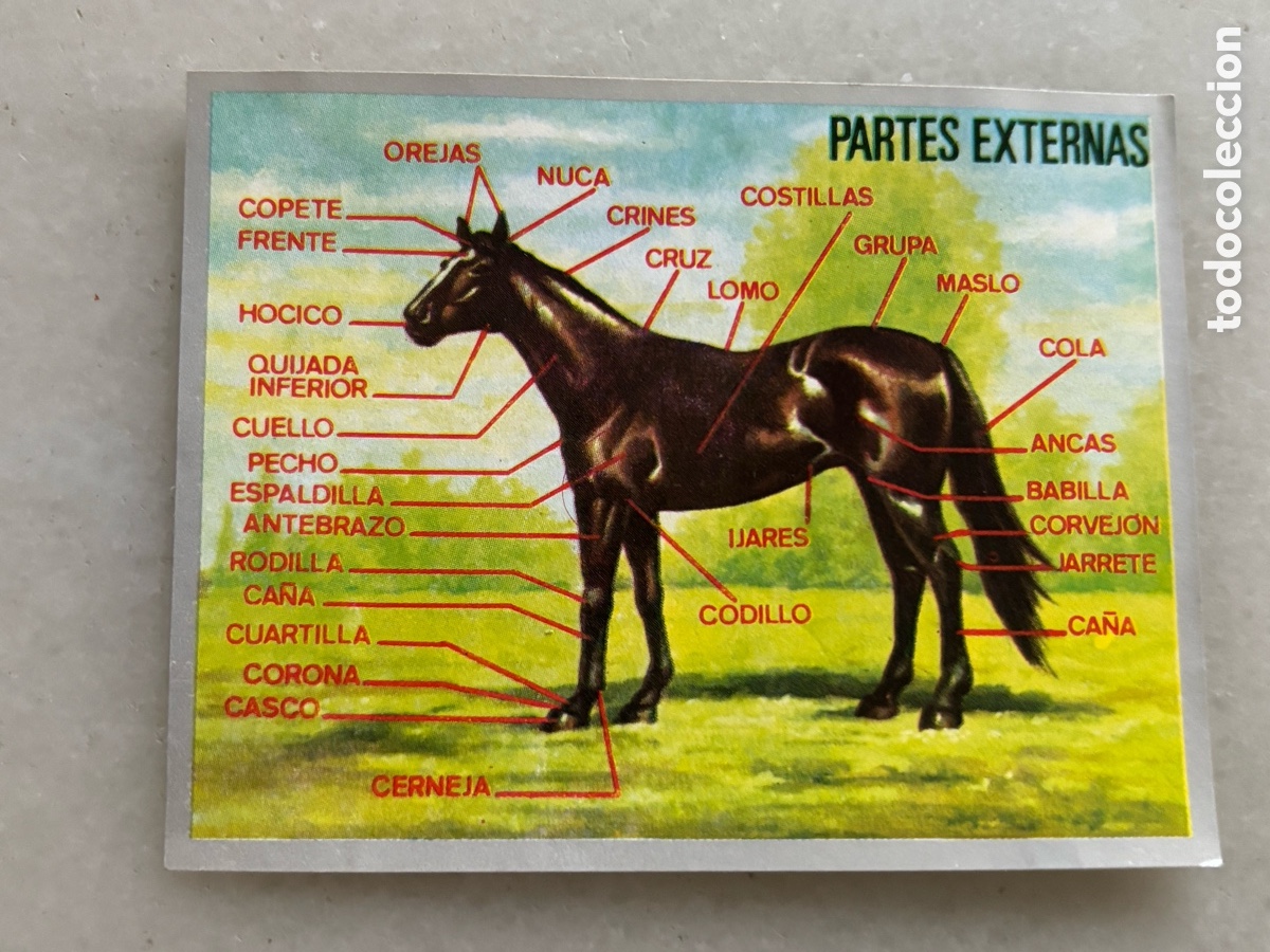 Coleccionismo cromos antiguos: Lote privado un Cromo de ciencias maga