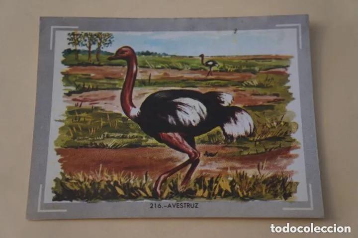 Coleccionismo cromos antiguos: Cromo n.216 vida y color (1) 1965 - sin pegar
