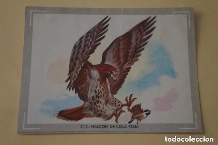 Coleccionismo cromos antiguos: Cromo n.215 vida y color (1) 1965 - sin pegar