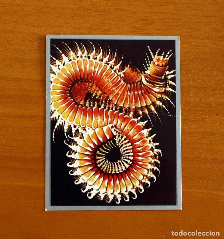 Coleccionismo cromos antiguos: Zoolog&iacute;a y Bot&aacute;nica - Cromo N&ordm; 14 - Editorial Maga A&ntilde;o 1969 - Nunca pegado