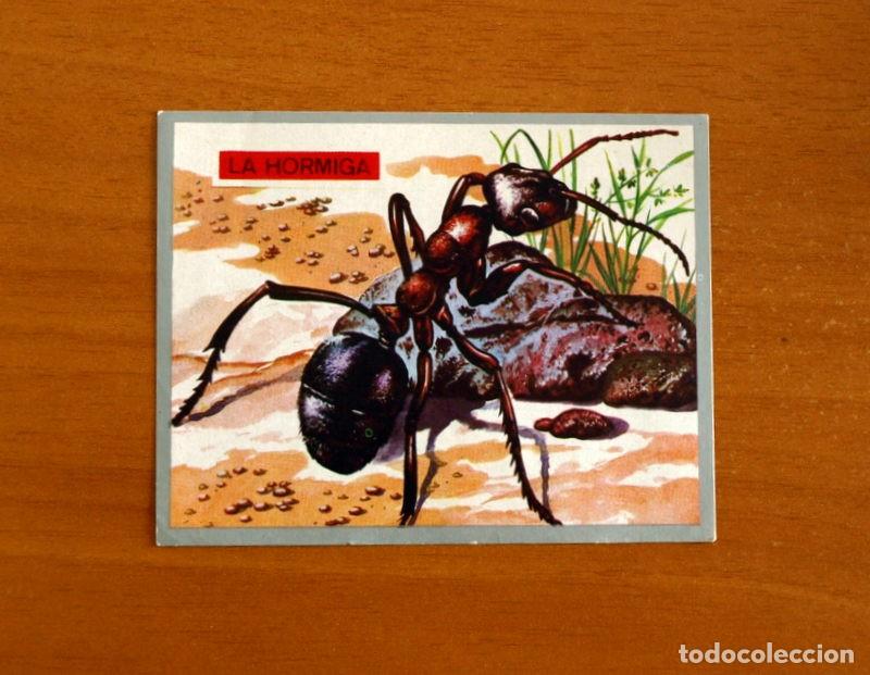 Coleccionismo cromos antiguos: Zoolog&iacute;a y Bot&aacute;nica - Cromo N&ordm; 40 - Editorial Maga A&ntilde;o 1969 - Nunca pegado