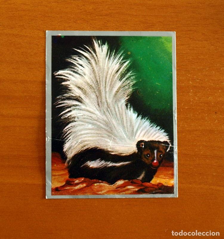 Coleccionismo cromos antiguos: Zoolog&iacute;a y Bot&aacute;nica - Cromo N&ordm; 152 - Editorial Maga A&ntilde;o 1969 - Nunca Pegado