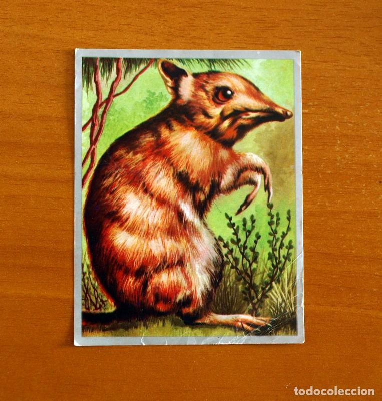 Coleccionismo cromos antiguos: Zoolog&iacute;a y Bot&aacute;nica - Cromo N&ordm; 163 - Editorial Maga A&ntilde;o 1969 - Nunca Pegado -