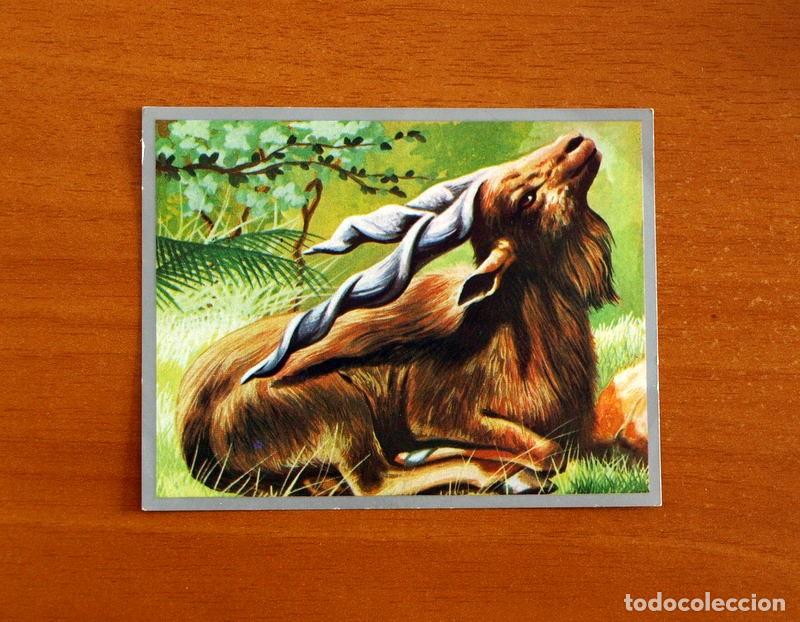 Coleccionismo cromos antiguos: Zoolog&iacute;a y Bot&aacute;nica - Cromo N&ordm; 168 - Editorial Maga A&ntilde;o 1969 - Nunca Pegado -