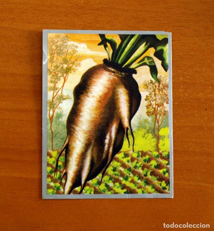 Coleccionismo cromos antiguos: Zoolog&iacute;a y Bot&aacute;nica - Cromo N&ordm; 256 - Editorial Maga A&ntilde;o 1969 - Nunca Pegado