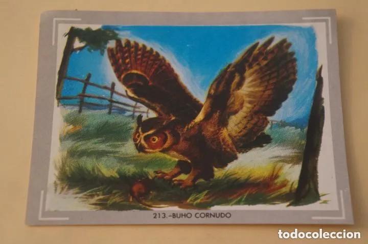 Collezionismo Figurine antiche: Cromo n.213 vida y color (1) 1965 - sin pegar