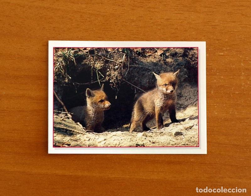Coleccionismo cromos antiguos: Cachorros - Baby Animals - N&ordm; 72 - Editorial Panini A&ntilde;o 1997 - Cromo Adhesivo Nunca Pegado