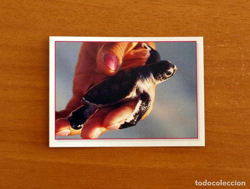 Coleccionismo cromos antiguos: Cachorros - Baby Animals - N&ordm; 126 - Editorial Panini A&ntilde;o 1997 - Cromo Adhesivo Nunca Pegado