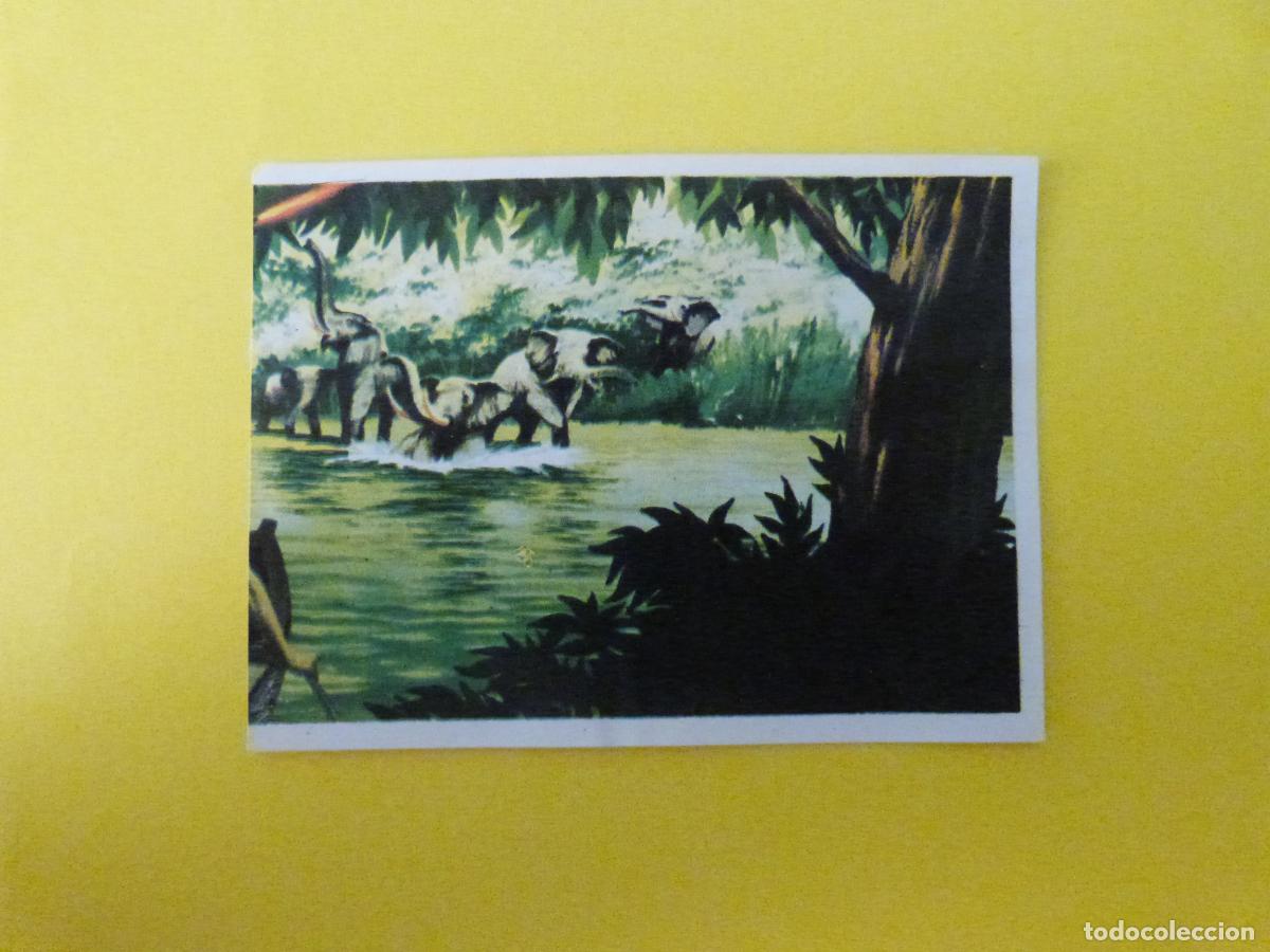 Coleccionismo cromos antiguos: CROMO CAZA MAYOR DESPEGADO N&ordm; 15 A&Ntilde;O 1962 ALBUM CAZA MAYOR CHOCOLATES KITIN NOGUEROLES